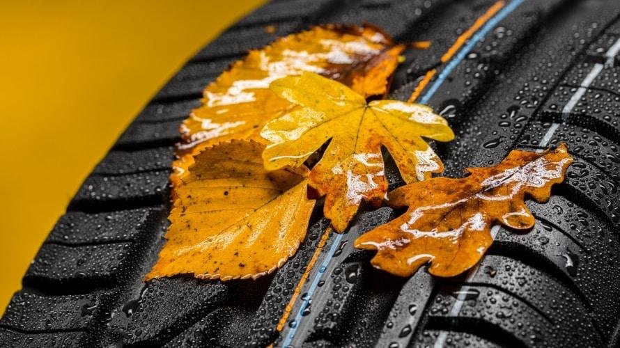 Overlooking Seasonal Adaptability and ⁣Trends